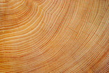 Fototapeta Tęcza - Cutted tree trunk wood texture