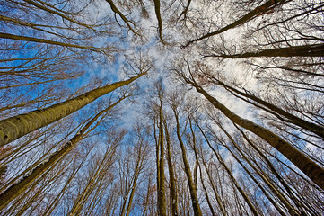 Canvas Print - look up into the treetops