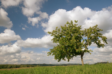 Lonely tree