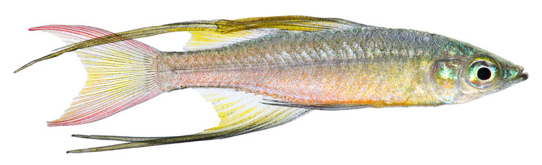Poster - Threadfin Rainbow fish