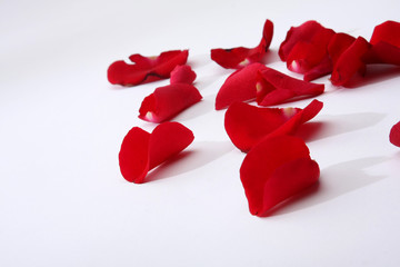 Wall Mural - close up of rose petals on white background