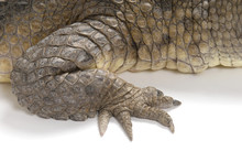 Front Claw And Scales Of An Australian Fresh Water Crocodile.