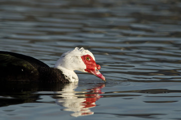 Muscovy Duck (Cairina moschata)