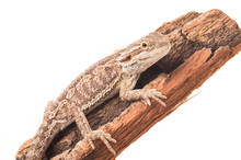One Agama Bearded On The White Background
