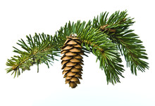 The Branch Of Spruce And Cone On White Background