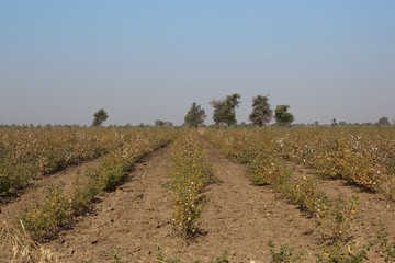 Wall Mural - cotton fields