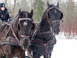 © anakondasp - potraits of couple  black  trotters