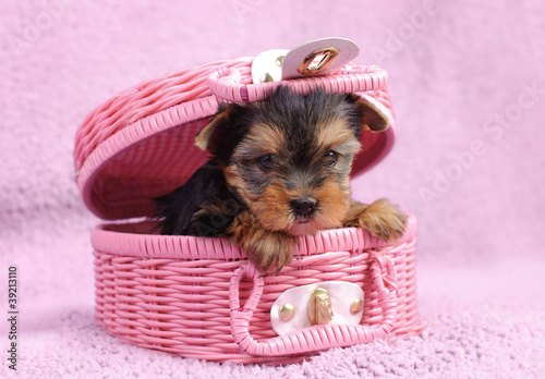Obraz na płótnie canvas trzyczęściowy "tryptyk" Yorkshire terrier pies szczeniak portret
