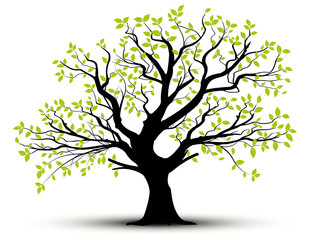 vector set - decorative tree and green leaves