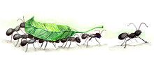 Ants Team (series C)