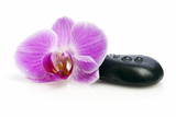 Fototapeta Panele - Orchideenblüte und Kieselstein isoliert
