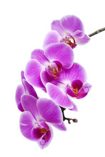 Purple Orchid Isolated