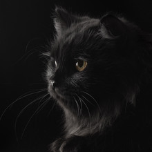 Black Persian Cat Images - Public Domain Pictures - Page 1
