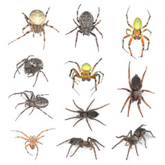 Wall Mural - European spiders