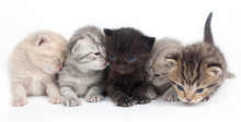 Five Kittens On A White Background