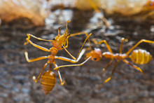 Red Weaver Ants