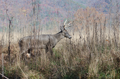 Board z aluminiowym obramowaniem Whitetail jelenie złotówki przez pędzel