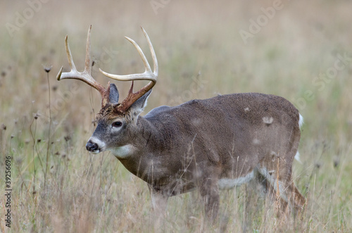 Board z aluminiowym obramowaniem Jeleń whitetail buck w polu mglisty