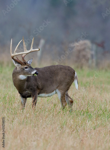 Board z aluminiowym obramowaniem Jeleń whitetail buck w polu mglisty