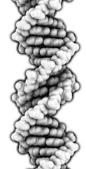 Wall Mural - DNA structure