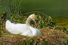 Wild Swan Brooding On The Nest In The Marsh