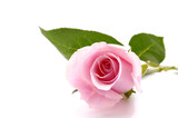 Fototapeta  - Laying down Pink rose over white