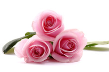 Three Pink Roses