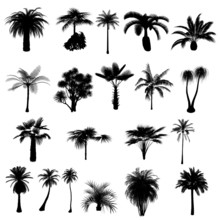 Collection Of Silhouettes Of Palm Trees