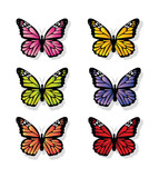 Fototapeta Motyle - collection of butterfly