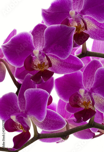 Obraz na płótnie canvas czteroczęściowy "tetraptyk" Purpurowa orchidea