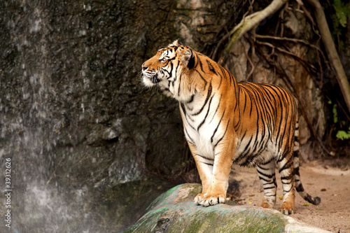 Tapeta ścienna Królewski tygrys bengalski