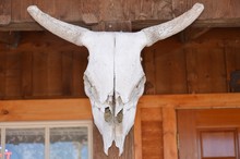 Mounted Cattle Skull