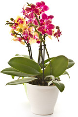 Wall Mural - blooming phalaenopsis