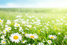 Field Of Daisy Flowers