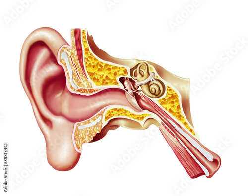 Fototapeta na wymiar Human ear cutaway diagram.