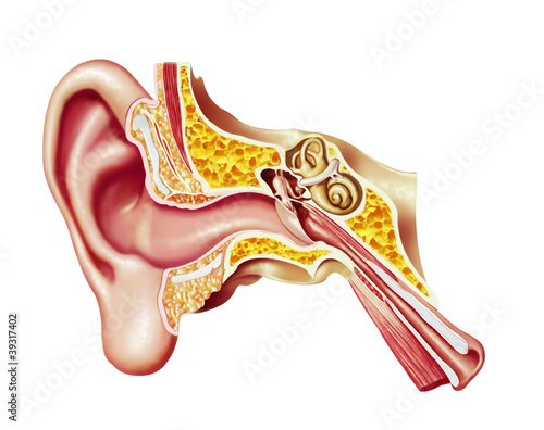 Naklejka dekoracyjna Human ear cutaway diagram.