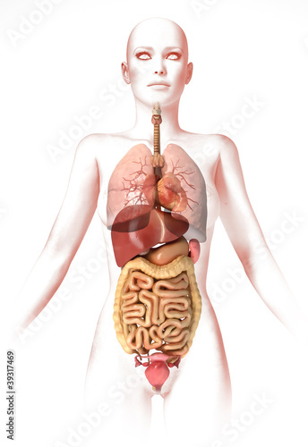 Fotografía Woman body, with interior organs. Anatomy image, stylized look.
