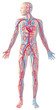Human circulatory system, full figure, cutaway anatomy illustrat