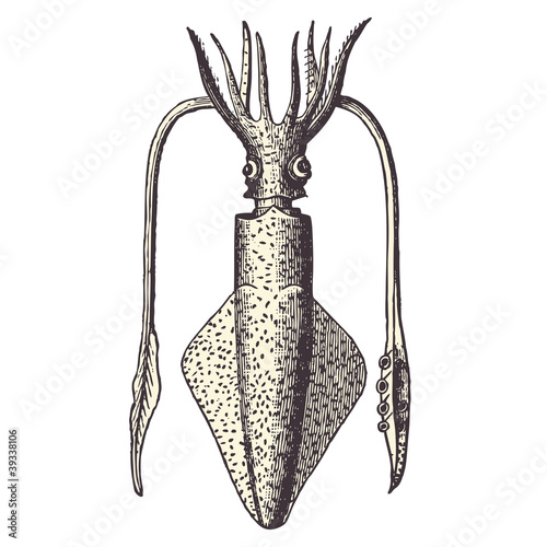 Tapeta ścienna Uspokoić (Loligo vulgaris)