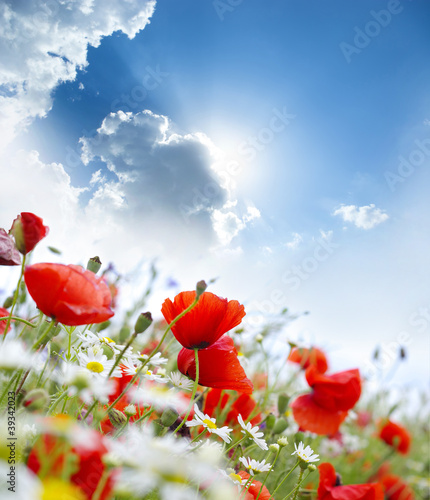Obraz w ramie Poppy flower