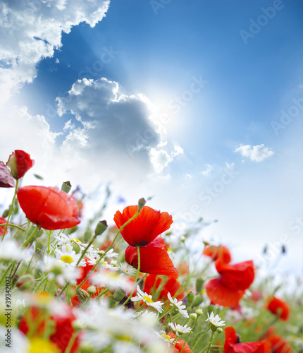 Naklejka dekoracyjna Poppy flower