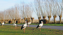 Storks In Winter In Polder, Selective Focus