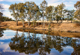 Fototapeta Sawanna - river gum trees reflecting in river