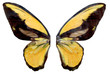 yellow   wing of the butterfly
