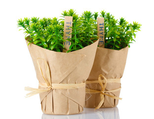 thyme herb plants in pots with beautiful paper decor isolated