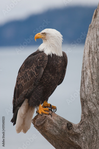 Board z aluminiowym obramowaniem American bald eagle