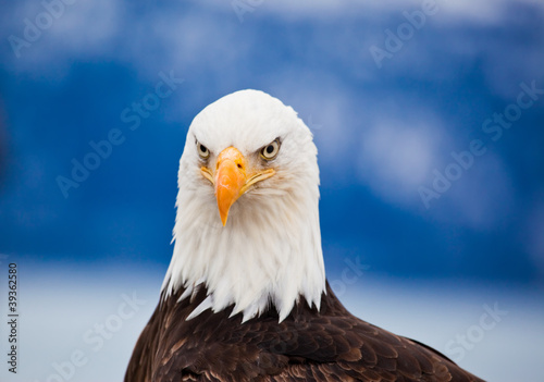 Board z aluminiowym obramowaniem American bald eagle
