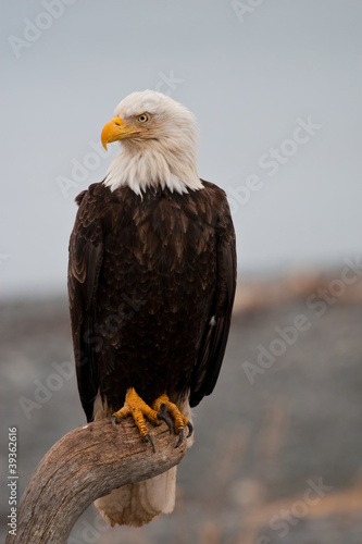 Board z aluminiowym obramowaniem American bald eagle
