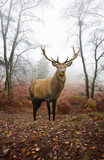 Fototapeta Zwierzęta - Red deer stag in foggy misty Autumn forest landscape at dawn