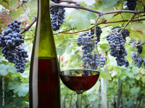 Plakat na papierze fotorealistycznym Czerwone wino